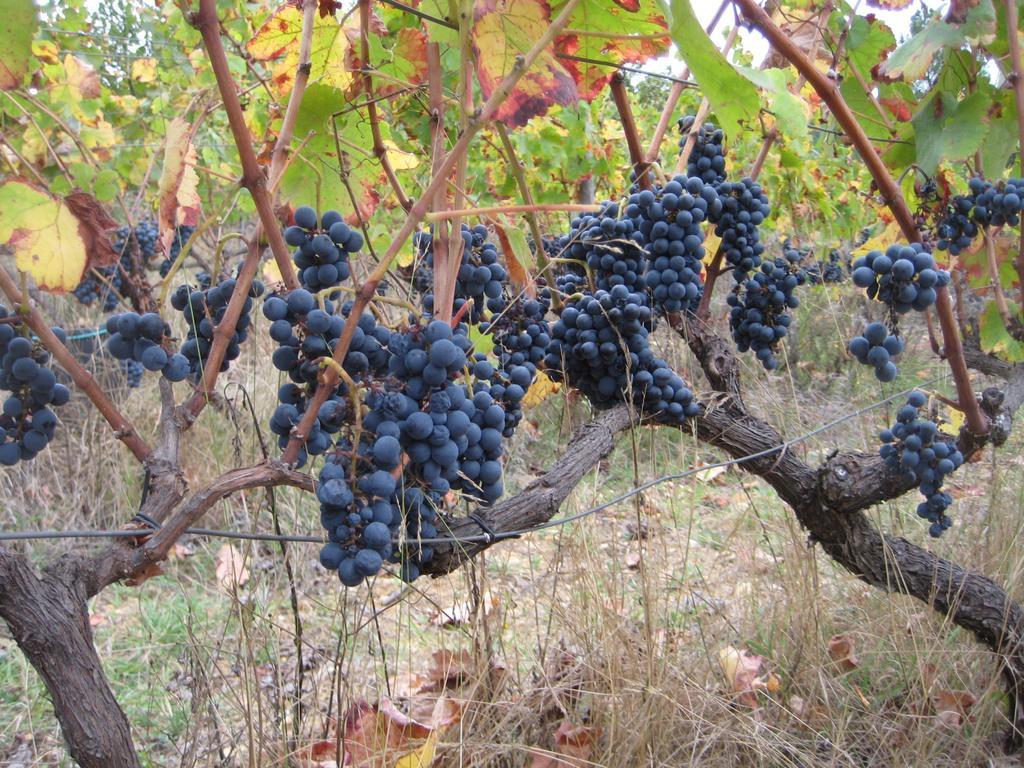 Quinta Do Mineiro-Serra Da Estrela Matanca 客房 照片